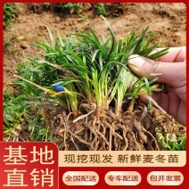 日本矮麦冬草苗耐寒别墅庭院园林绿化草坪植物带土麦冬草苗玉