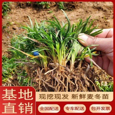 日本矮麦冬草苗耐寒别墅庭院园林绿化草坪植物带土麦冬草苗玉