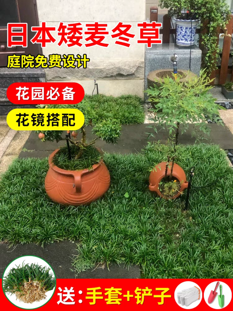 日本矮麦冬草苗耐寒别墅庭院园林绿化草坪植物带土麦冬草苗玉