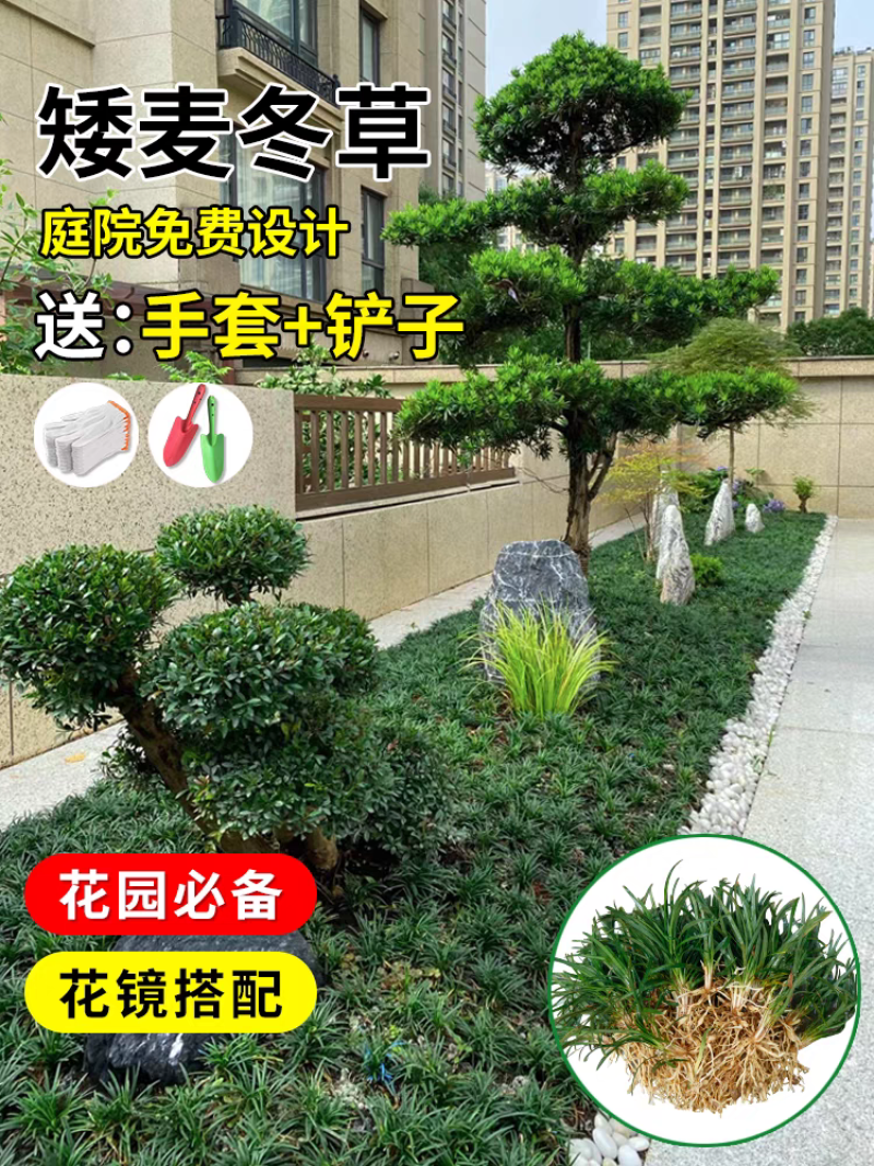 日本矮麦冬草苗耐寒别墅庭院园林绿化草坪植物带土麦冬草苗玉