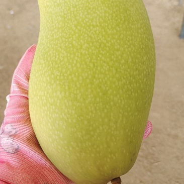 三亚金煌新鲜采摘
