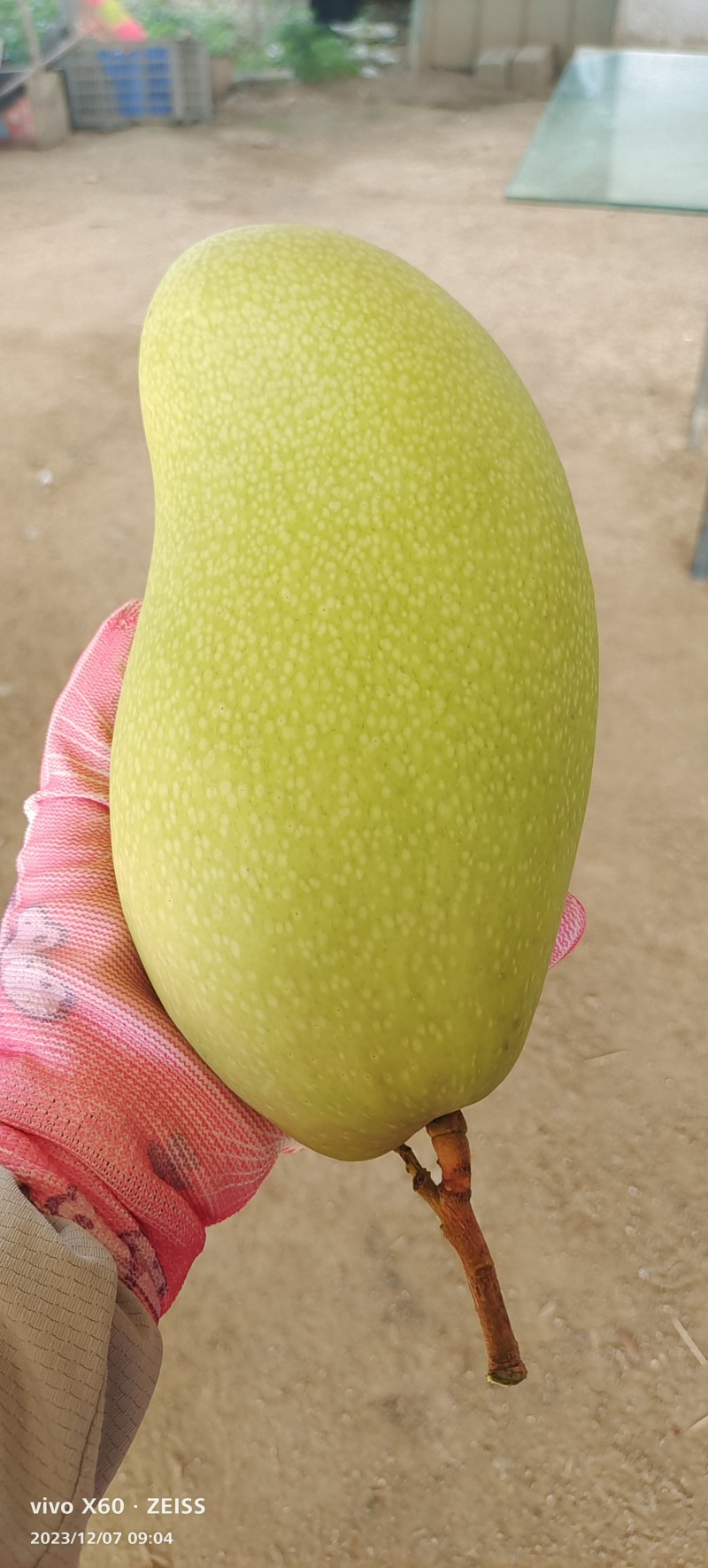 三亚金煌新鲜采摘