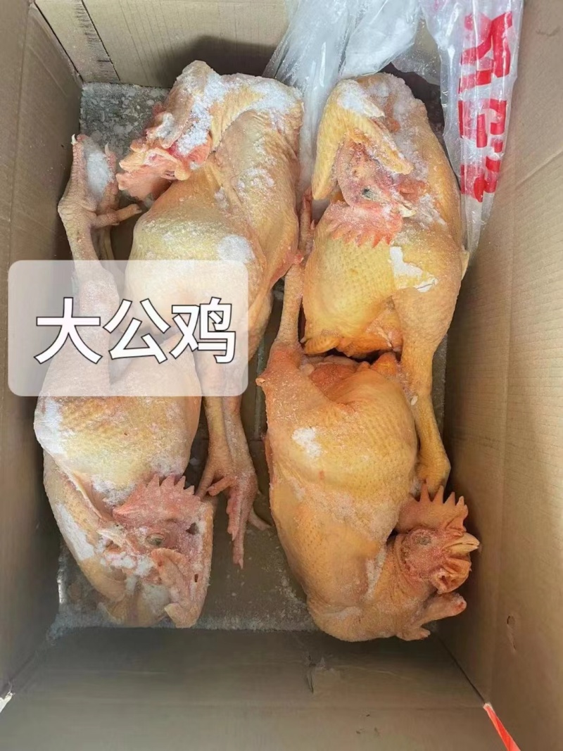黑脚公鸡，黄脚公鸡，白条鸡大量供应，电商欢迎来电！！！