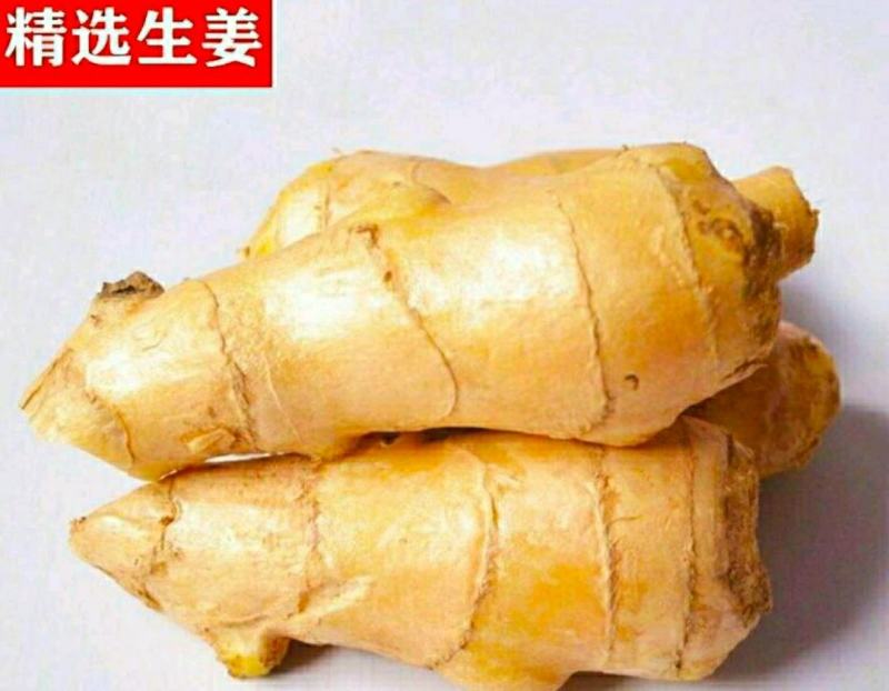农家生姜新鲜大黄姜姜香浓郁煲汤调味更加鲜美