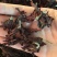 大量供应江湖地摊产品玉兰花肾兰花凉茶花茶批发