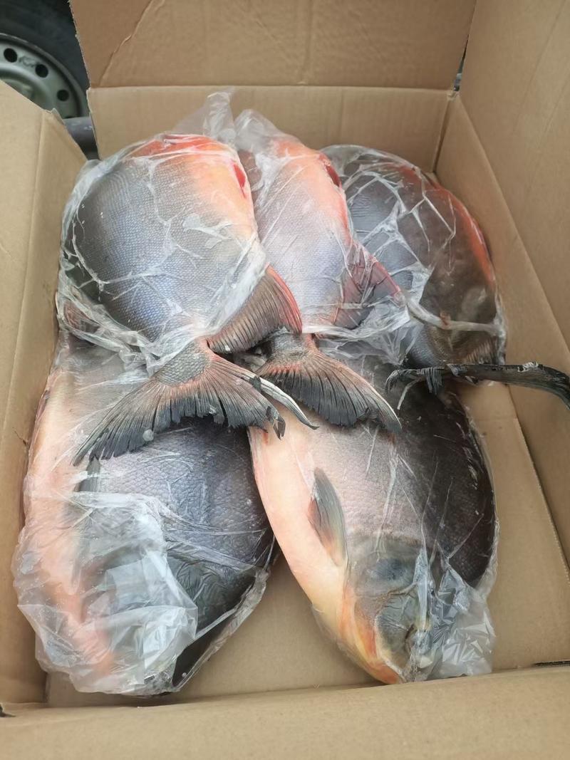 红昌鱼，一件12斤，净重11.5斤左右