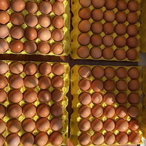 精品红蛋每日500-800件价格美丽诚心找商