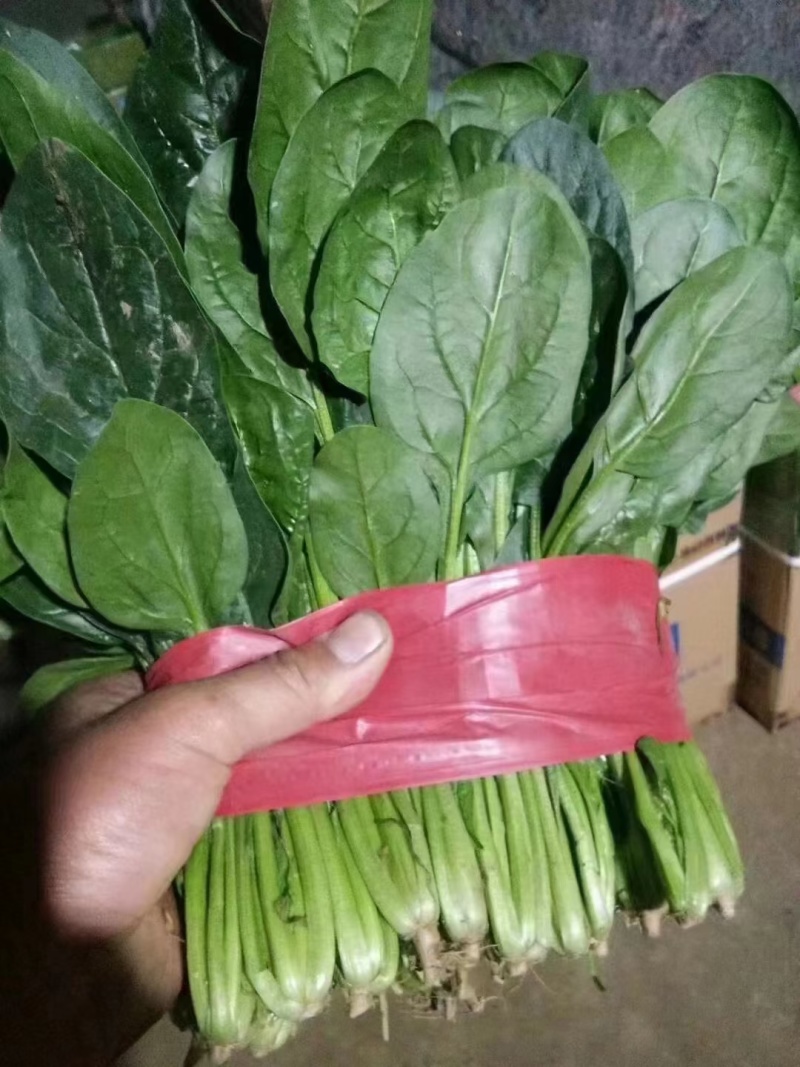 精品菠菜