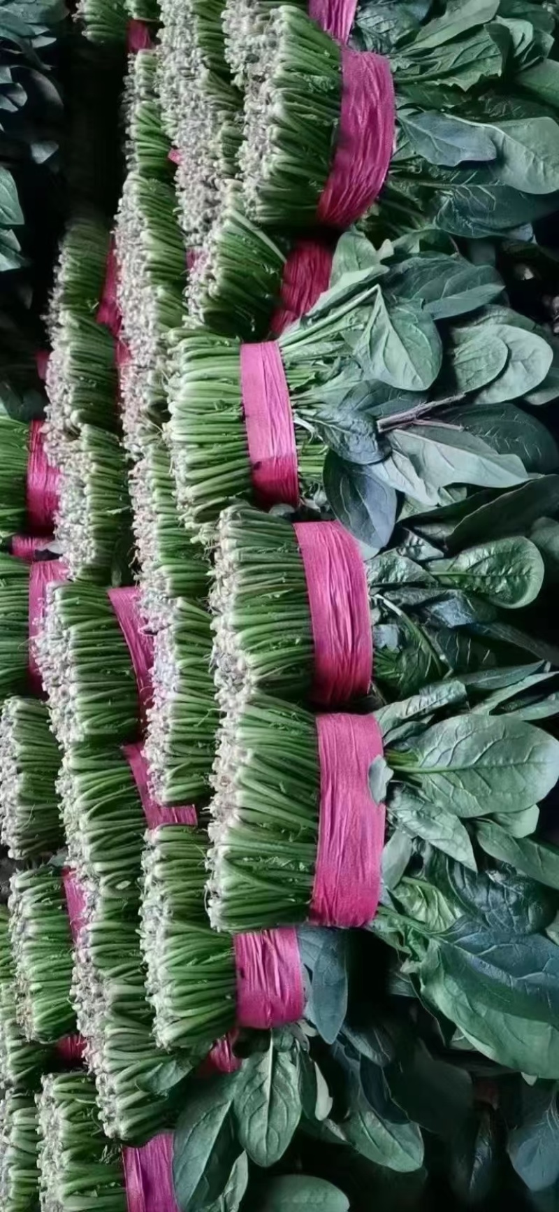 精品菠菜