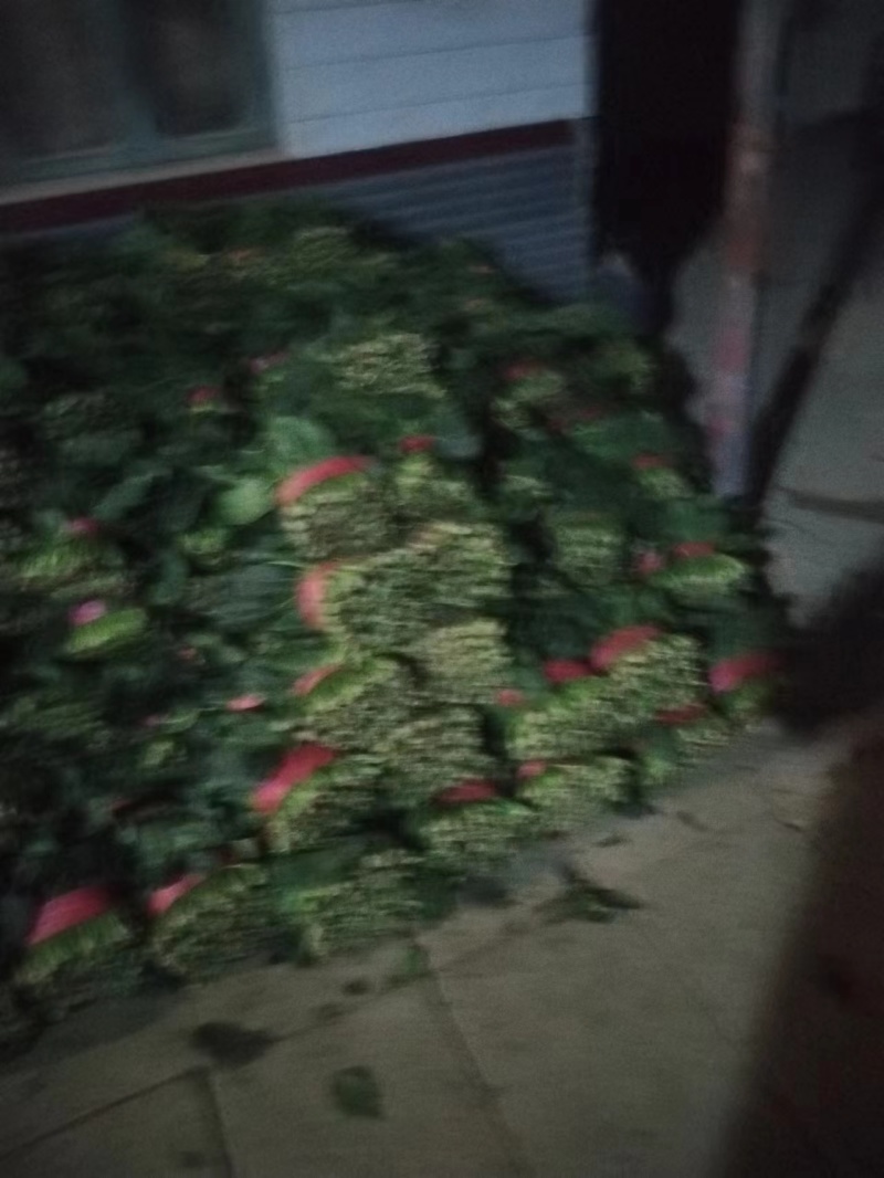 精品菠菜