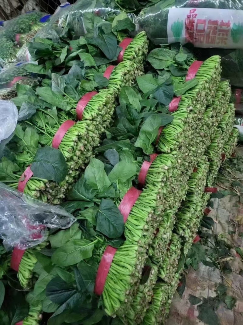 精品菠菜