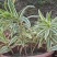云南金边百合竹鲜切花45公分鲜切枝保鲜当日发货