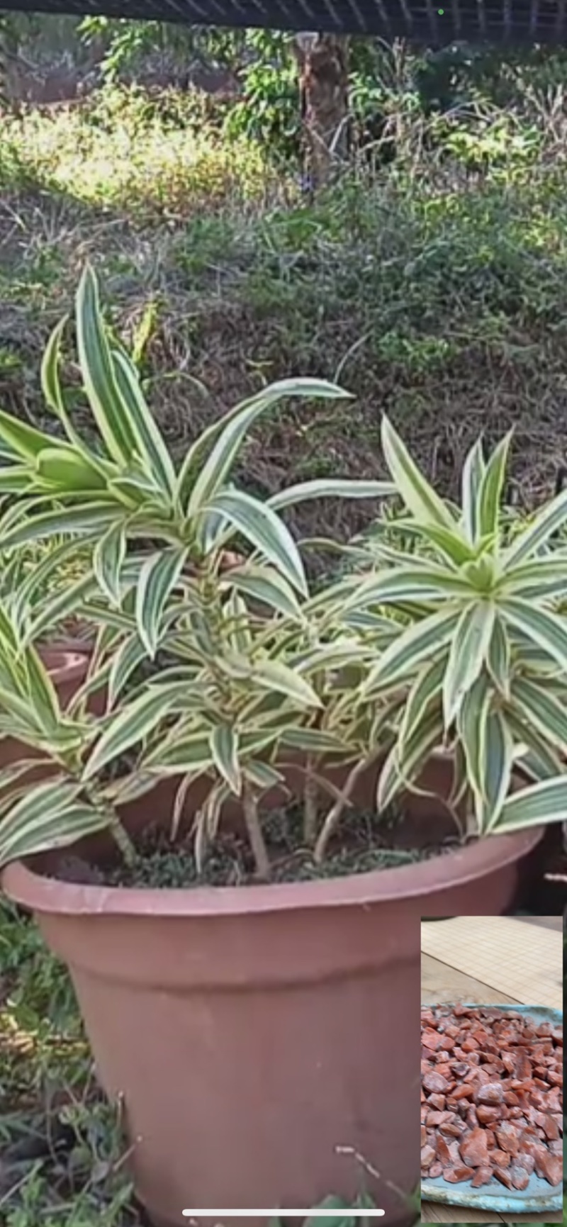 云南金边百合竹鲜切花45公分鲜切枝保鲜当日发货