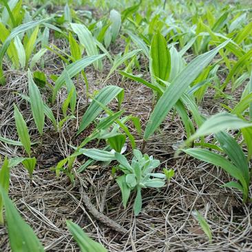 本地毛慈菇紫花宽叶毛慈菇苗100万株