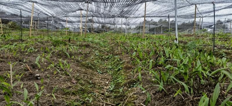 本地毛慈菇紫花宽叶毛慈菇苗100万株