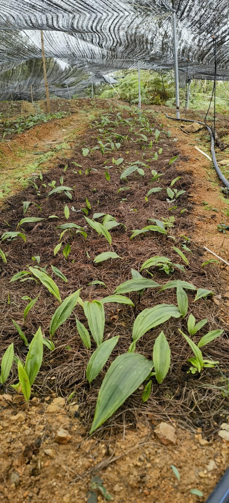 本地毛慈菇紫花宽叶毛慈菇苗100万株