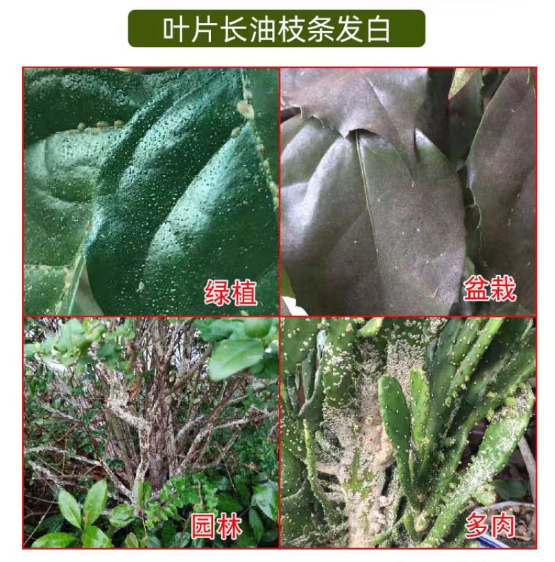18%吡虫噻嗪酮果树柑蚧壳虫药杀虫剂稻飞虱蚧壳虫梨木虱