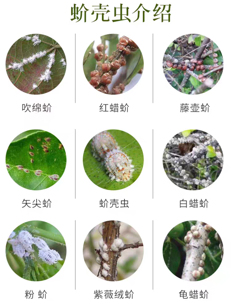 18%吡虫噻嗪酮果树柑蚧壳虫药杀虫剂稻飞虱蚧壳虫梨木虱