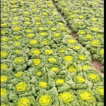 怀远大棚黄心菜大量上市，