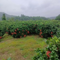 湘西高山黄金蜜柚