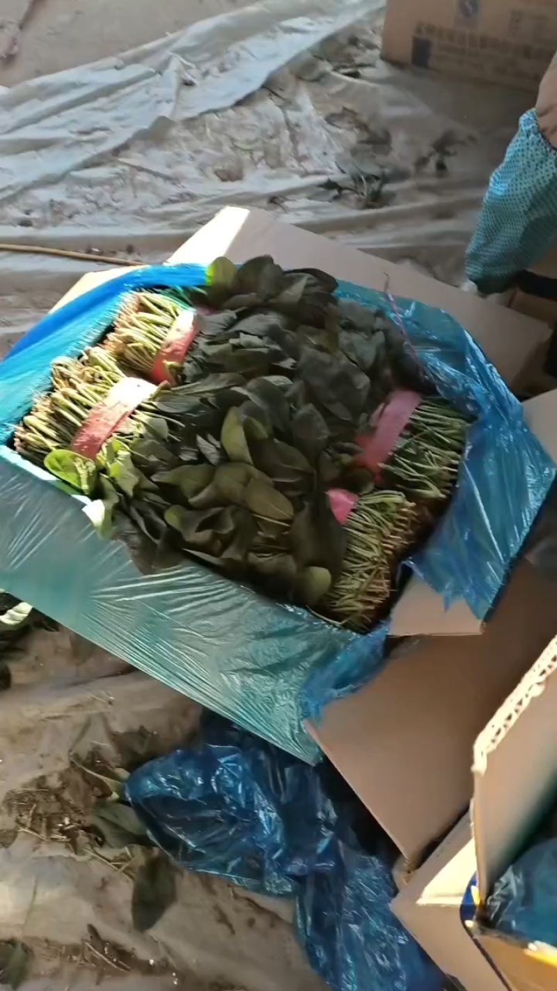 河南滑县万亩蔬菜基地，大叶菠菜大量上市中，欢迎前来选购