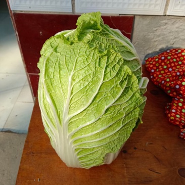 大白菜需要的联系
