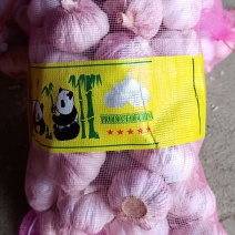 精品紫皮蒜山东大蒜金乡紫皮蒜产地直发代发全国诚信经营