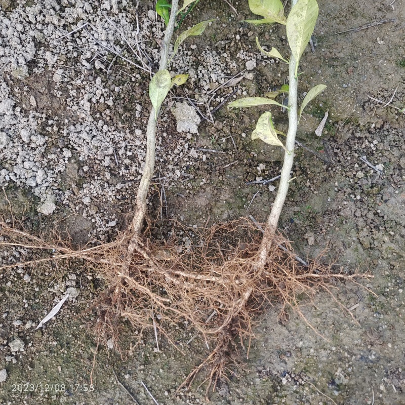 土柠檬苗芽苗，红柠檬苗，土柠檬枕木0.5-1公分