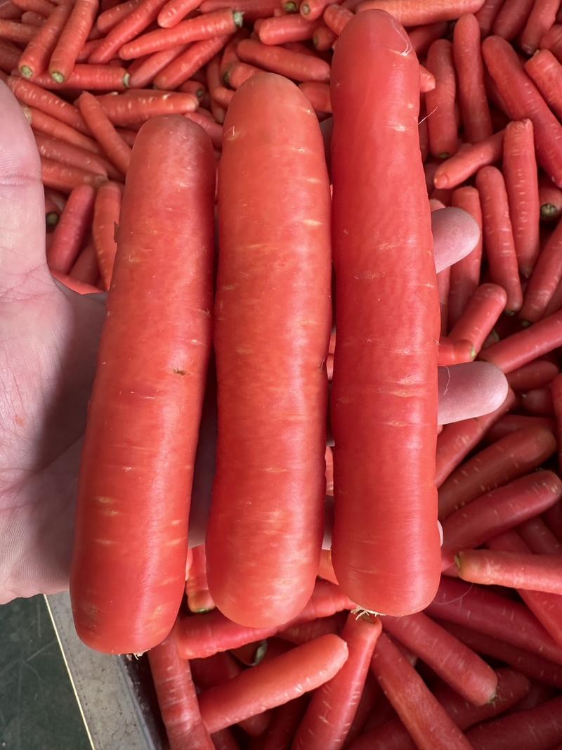 红萝卜精品小条规格齐全价格合理产地好货推荐欢迎批发