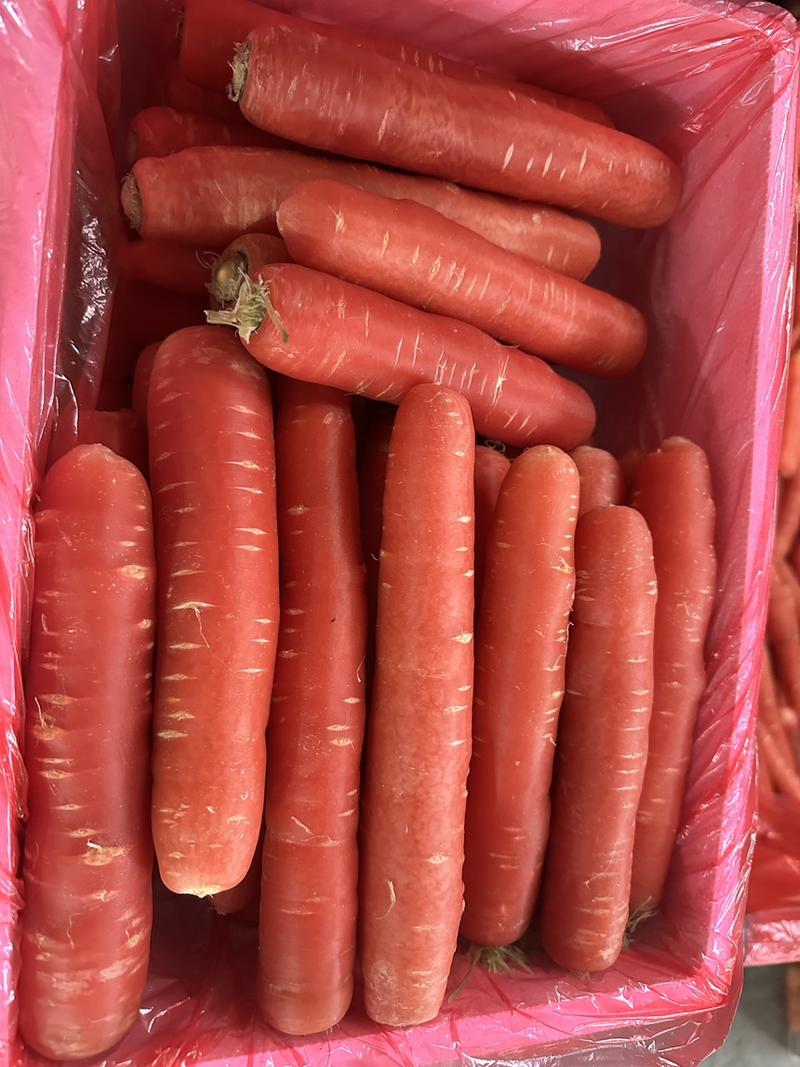 红萝卜精品小条规格齐全价格合理产地好货推荐欢迎批发