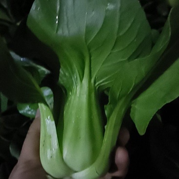 成都冬菜之上海青上市了！