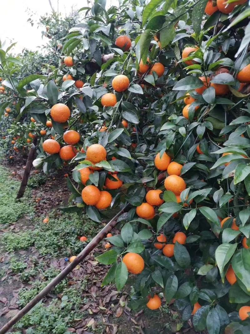 新鲜沃柑上市#沃柑产地#沃柑批发#沃柑销售