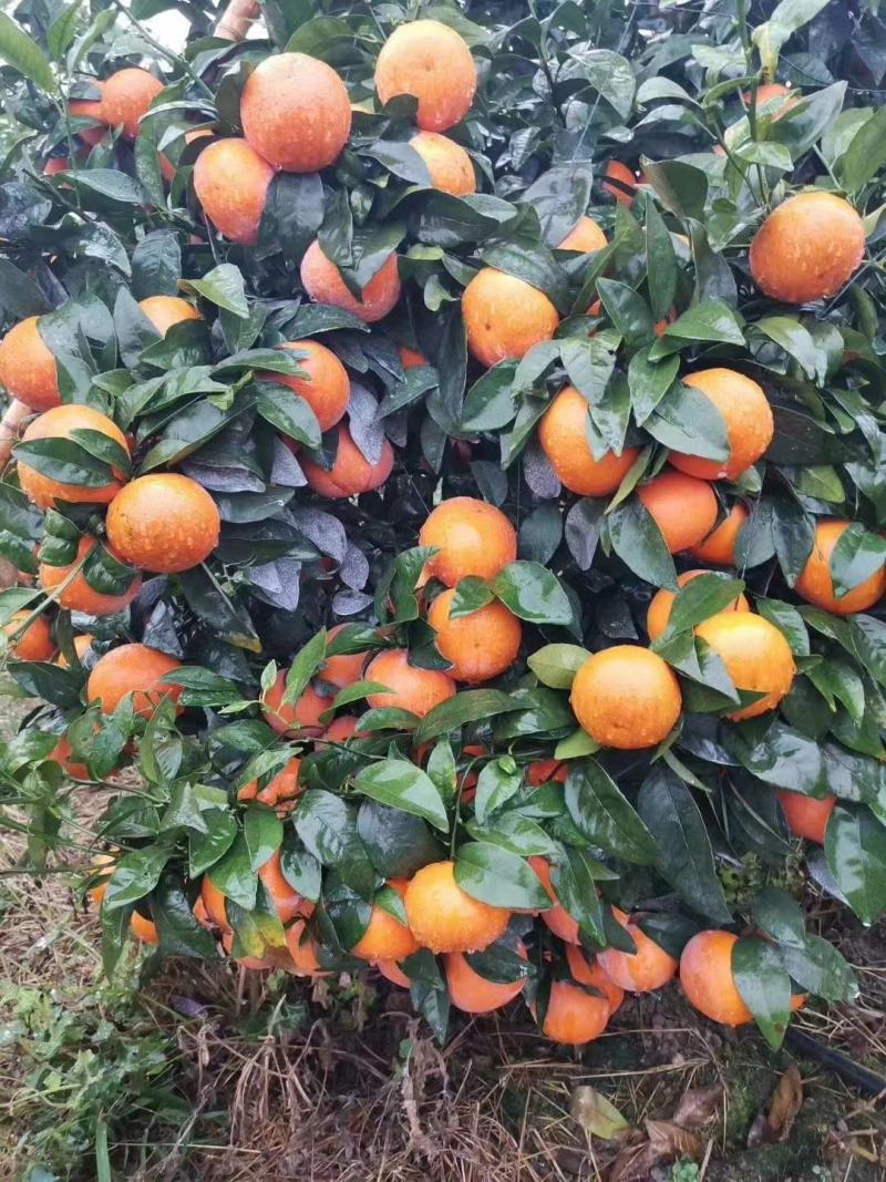 新鲜沃柑上市#沃柑产地#沃柑批发#沃柑销售