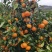 新鲜沃柑上市#沃柑产地#沃柑批发#沃柑销售