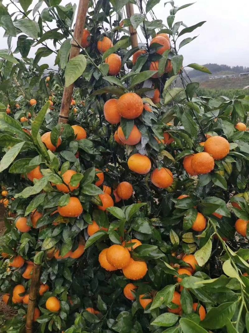 新鲜沃柑上市#沃柑产地#沃柑批发#沃柑销售