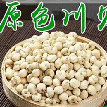 川贝母正品中药材川贝母传统滋补品