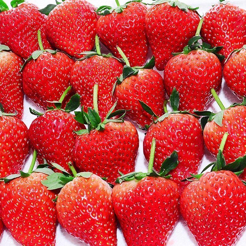 安徽精品红颜草莓大量上市，产地一手货源，现摘现发，价格可谈