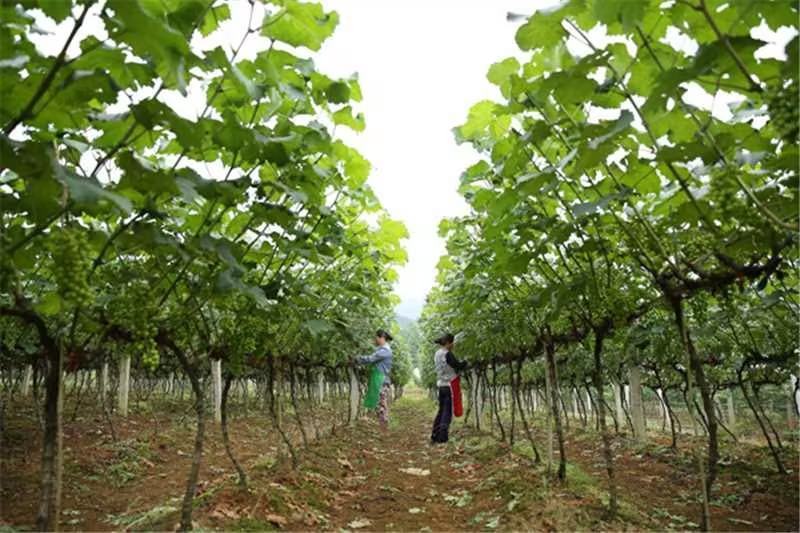 河北优质葡萄树占地葡萄树大量供应可视频验货诚信为先