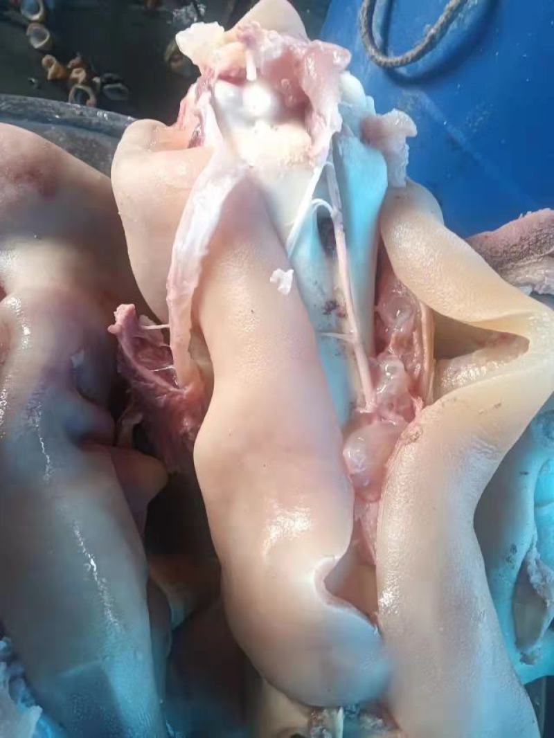 【推荐牛蹄筋】清真熟牛肉去油去骨头熟牛蹄筋支持一件代发