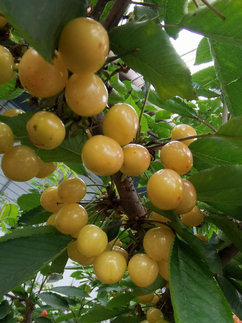 车厘子大樱桃脱毒矮化吉塞拉6号砧木嫁接的新品种优质苗