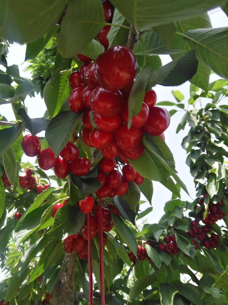 车厘子大樱桃脱毒矮化吉塞拉6号砧木嫁接的新品种优质苗
