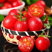 精品千禧圣女果，广西小番茄基地一手货源，新鲜保质，欢迎来电