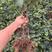 蓝色拉威尔葡萄苗新品种葡萄苗自然无核自然上色