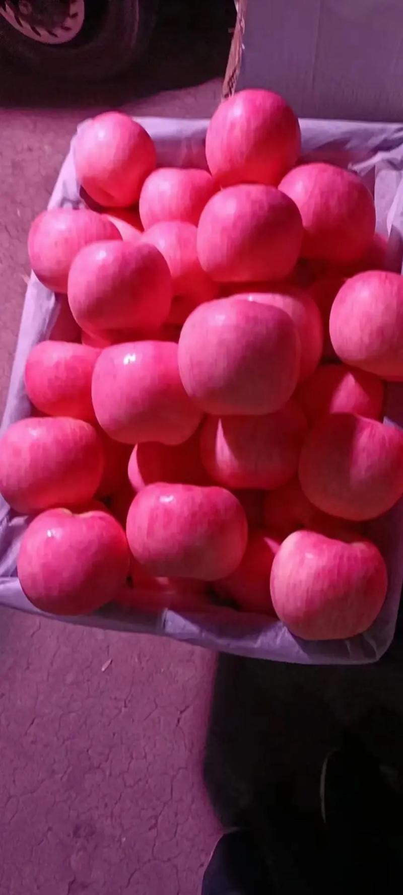 【优质苹果】山东精品红富士苹果产地一手货源批发