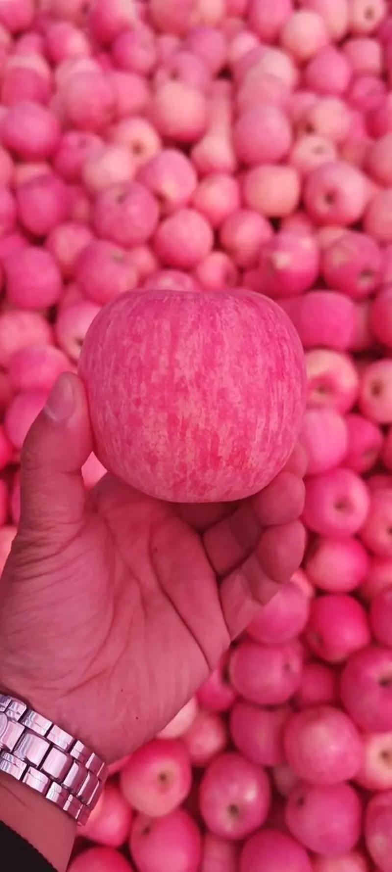 【优质苹果】山东精品红富士苹果产地一手货源批发
