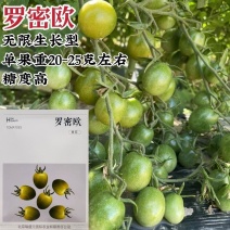 罗密欧小番茄种子绿色椭圆型樱桃番茄种子高糖无限生长型