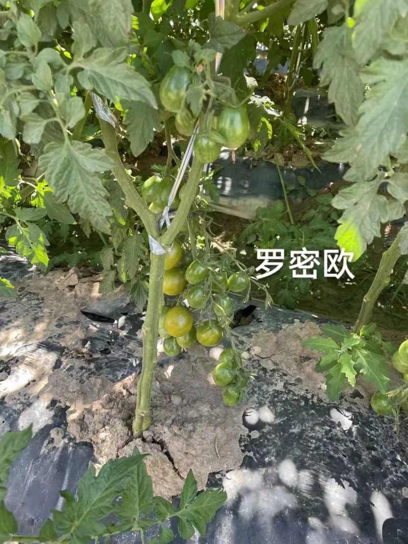 罗密欧小番茄种子绿色椭圆型樱桃番茄种子高糖无限生长型