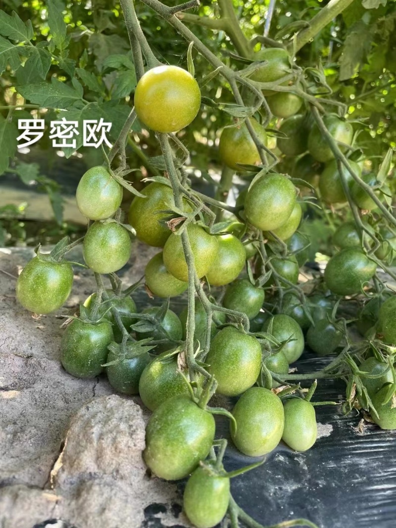 罗密欧小番茄种子绿色椭圆型樱桃番茄种子高糖无限生长型