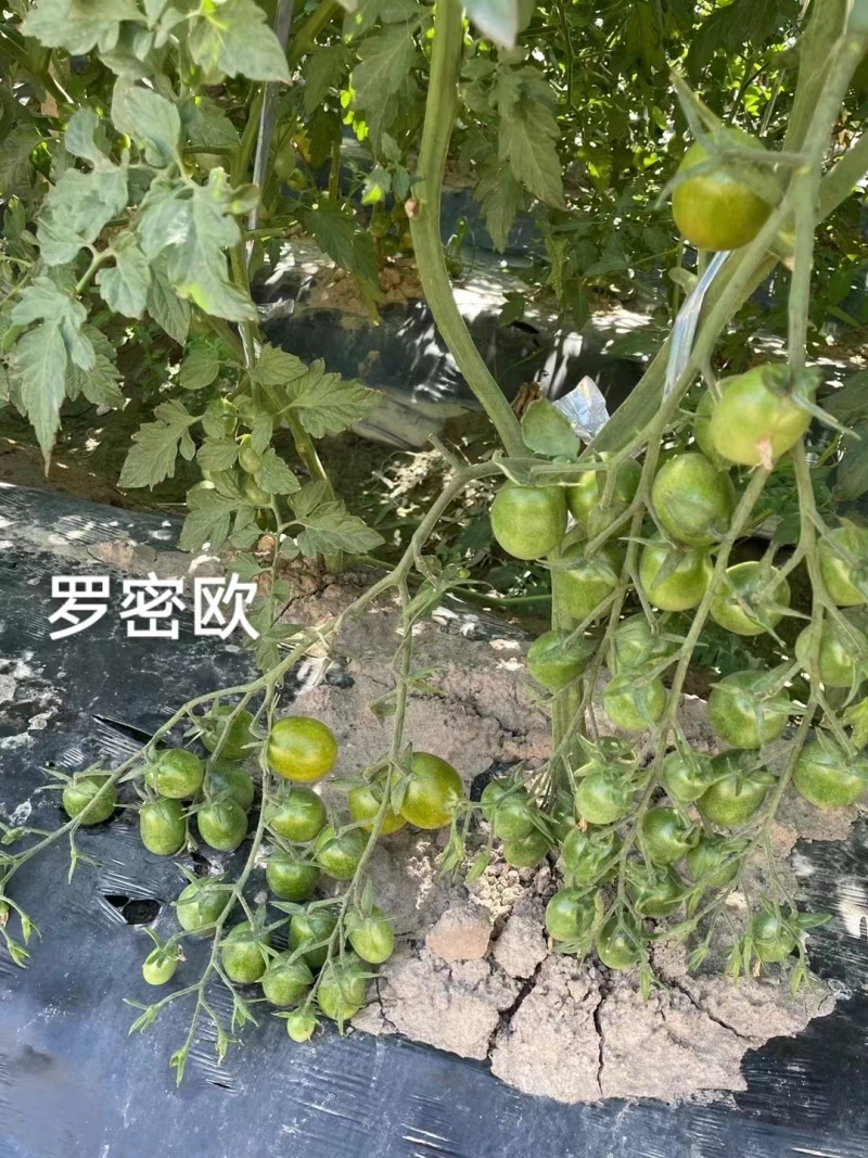 罗密欧小番茄种子绿色椭圆型樱桃番茄种子高糖无限生长型