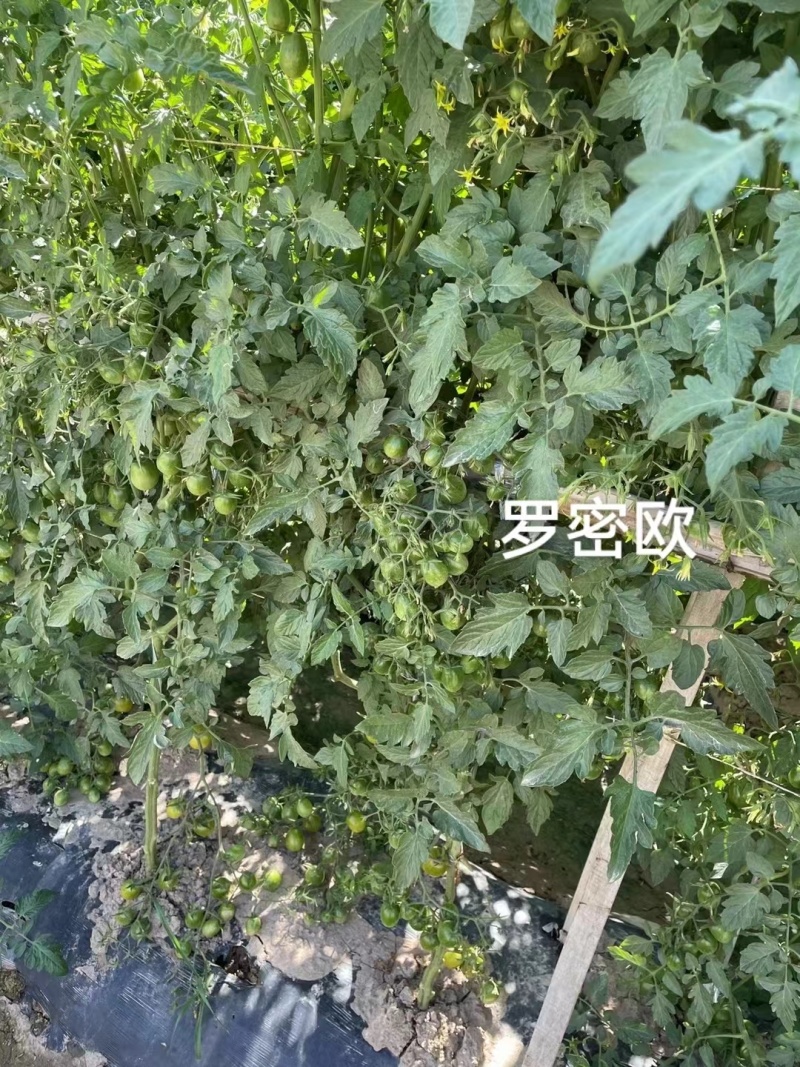 罗密欧小番茄种子绿色椭圆型樱桃番茄种子高糖无限生长型